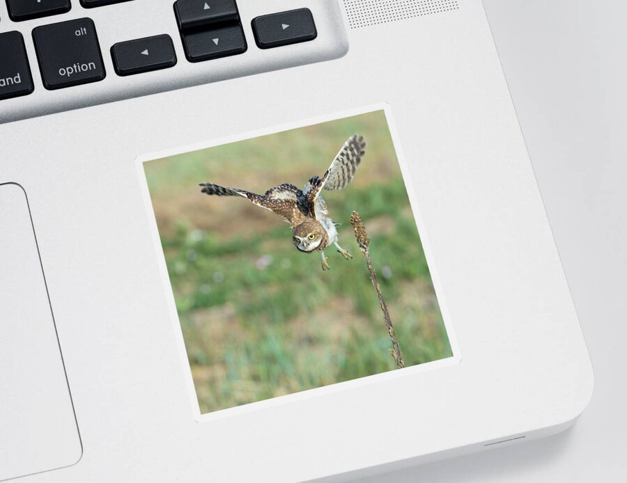 Burrowing Owl Sticker featuring the photograph On the Hunt by Judi Dressler