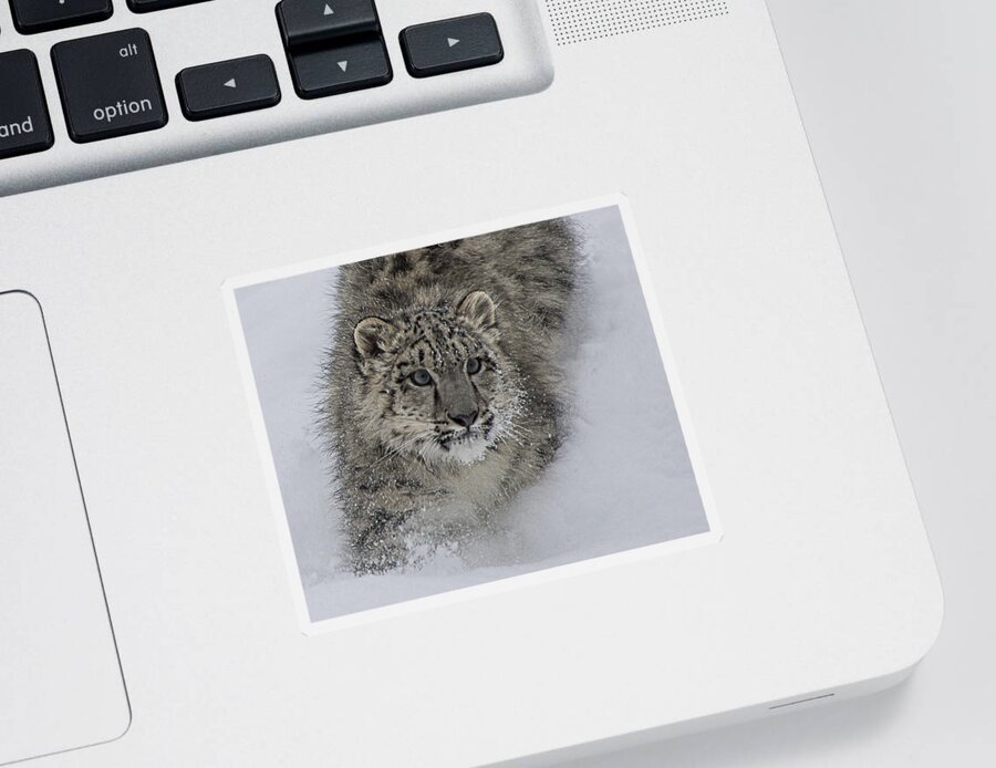 Animal Sticker featuring the photograph On the Move by Teresa Wilson