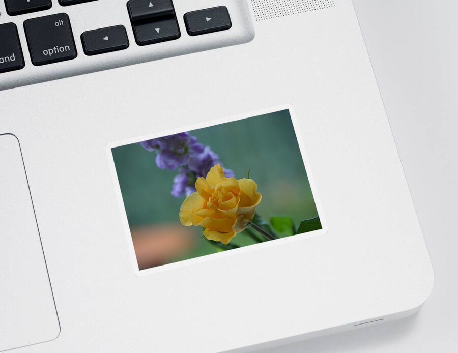 Floral Sticker featuring the photograph On the window sill. by Elena Perelman