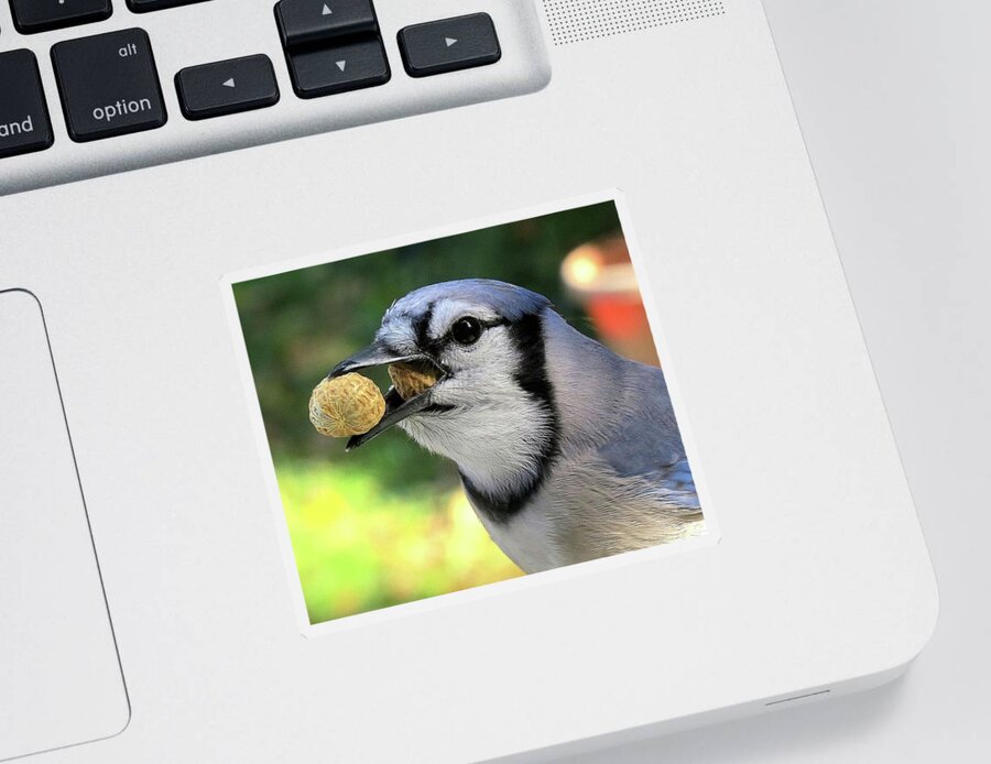 Blue Jay Sticker featuring the photograph One for the Road by Linda Stern