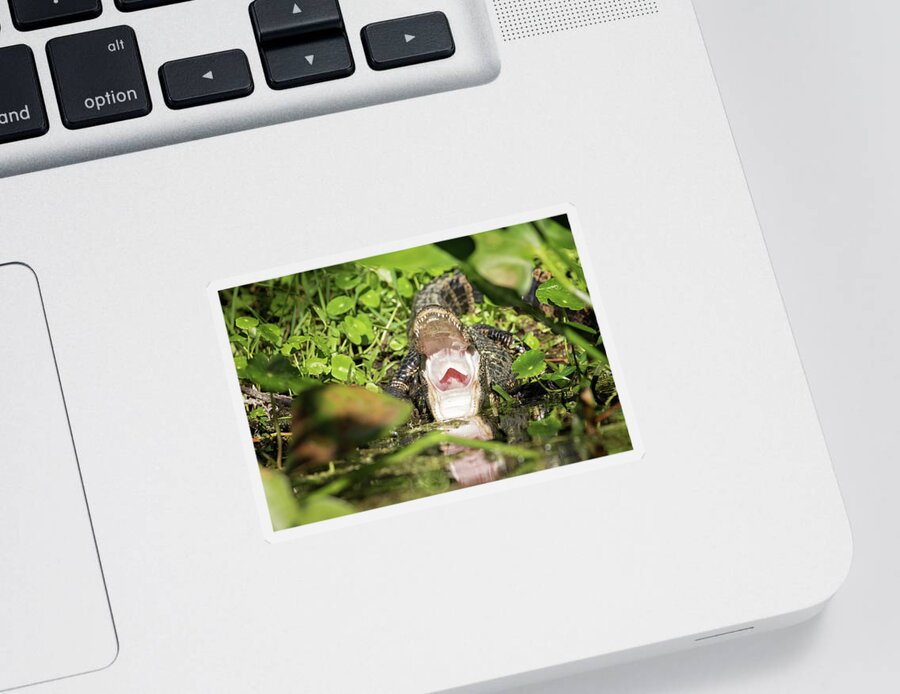 Alligator Sticker featuring the photograph Open Wide by Eilish Palmer