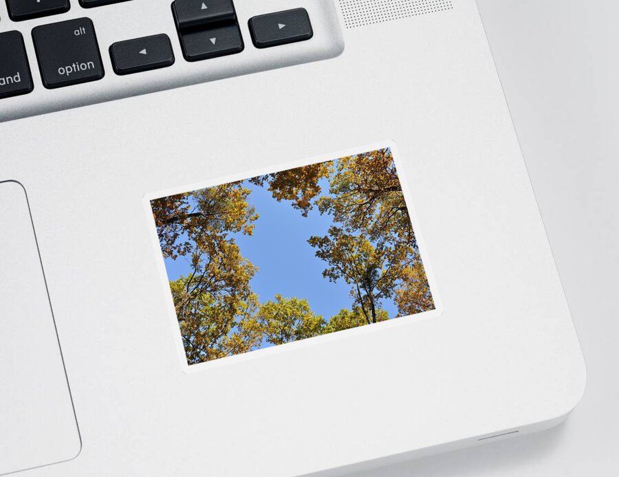 Oaks Sticker featuring the photograph Opening by Georgeta Blanaru