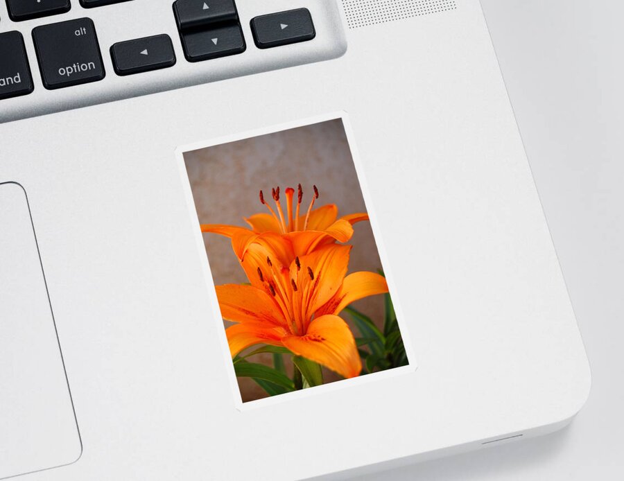 Flower Sticker featuring the photograph Orange Lilies 3 by Amy Fose