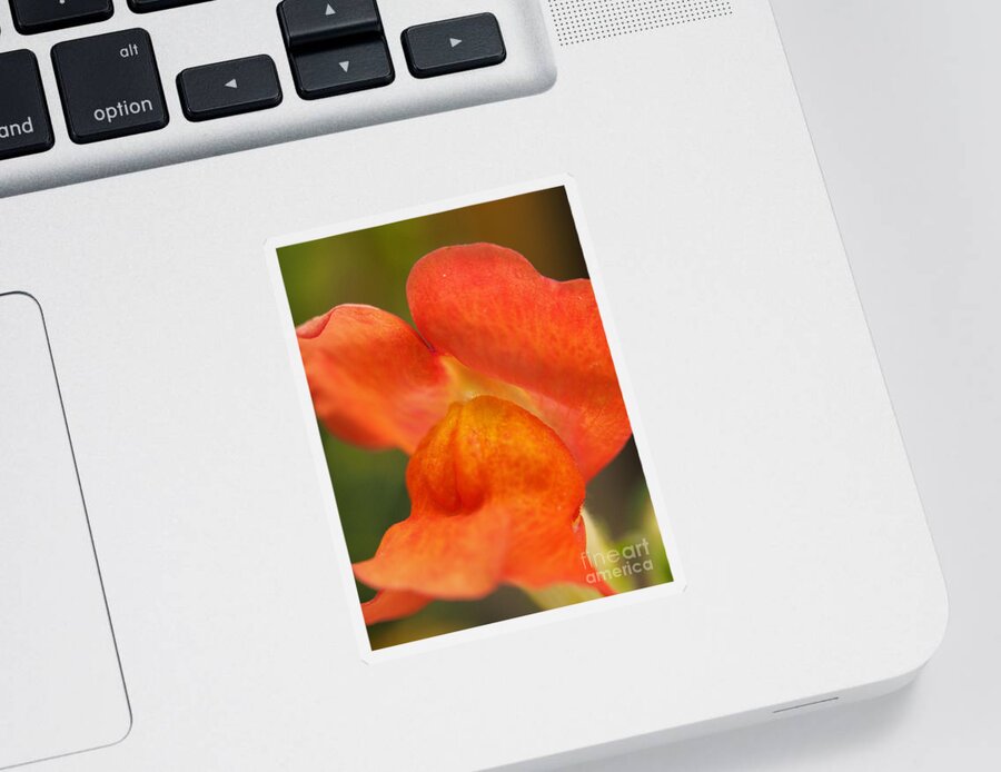 Flowers Sticker featuring the photograph Orange Pout 2 by Dorothy Lee