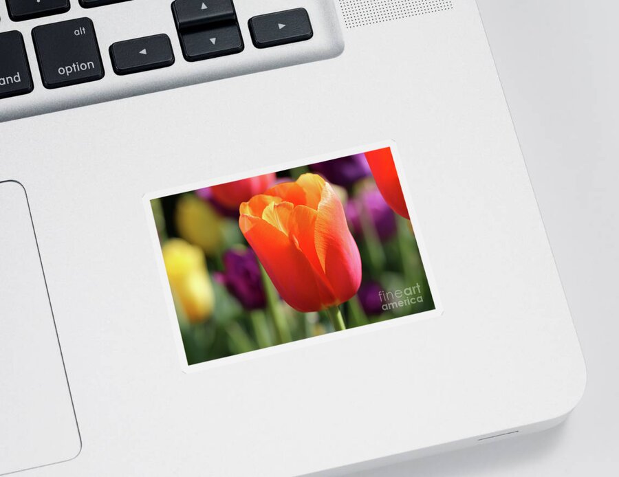 Orange Sticker featuring the photograph Orange Tulip in Franklin Park by Karen Adams