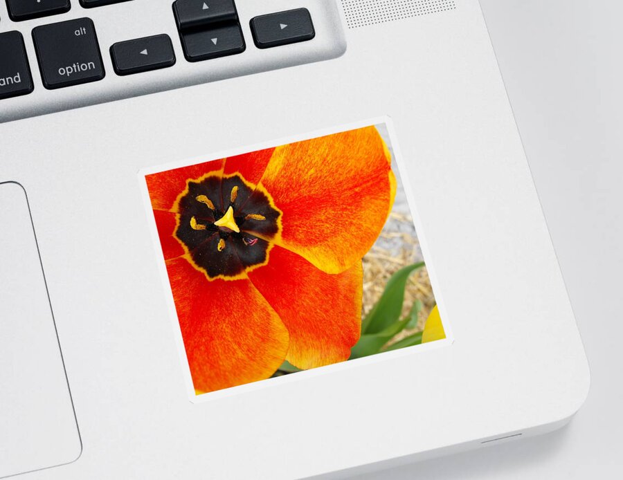 Flower Sticker featuring the photograph Orange Tulip by Kae Cheatham