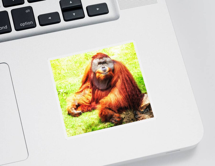 Orangutan Sticker featuring the photograph Orangutan Posing by Frances Ann Hattier