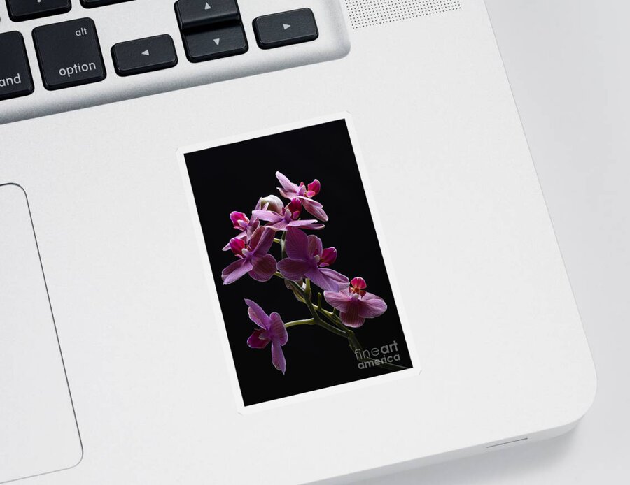 Orchid Sticker featuring the photograph Orchid in flight by Robert WK Clark