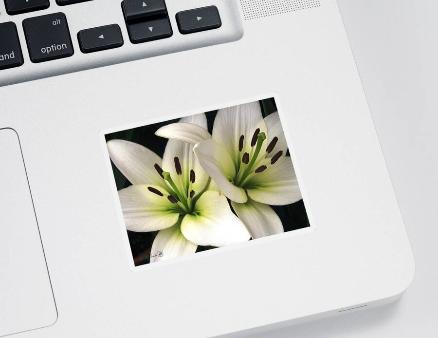 Oriental Lily Sticker featuring the photograph Oriental Lily named Endless Love by J McCombie