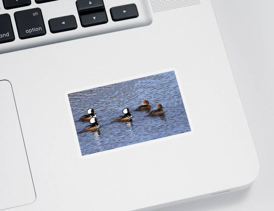 Hooded Merganser Sticker featuring the photograph Out for a Stroll by Travis Truelove