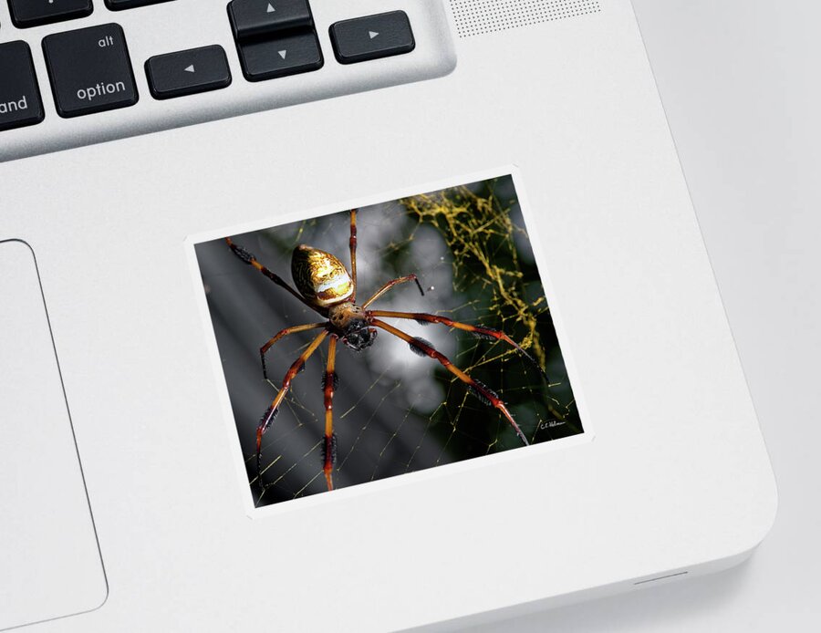 Spider Sticker featuring the photograph Out Of The Dark by Christopher Holmes