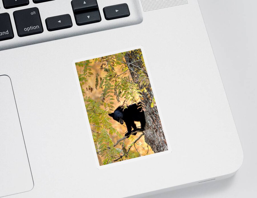 Black Bear Sticker featuring the photograph Out On A Limb by Carol Montoya