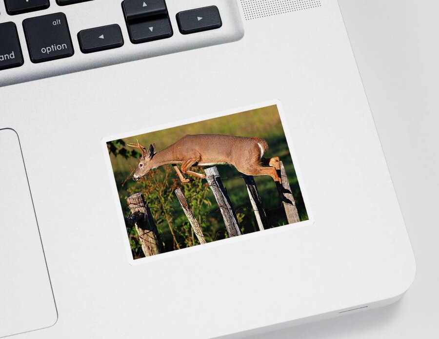 Buck Jumps Fence Sticker featuring the photograph Over I Go In Cades Cove by Carol Montoya