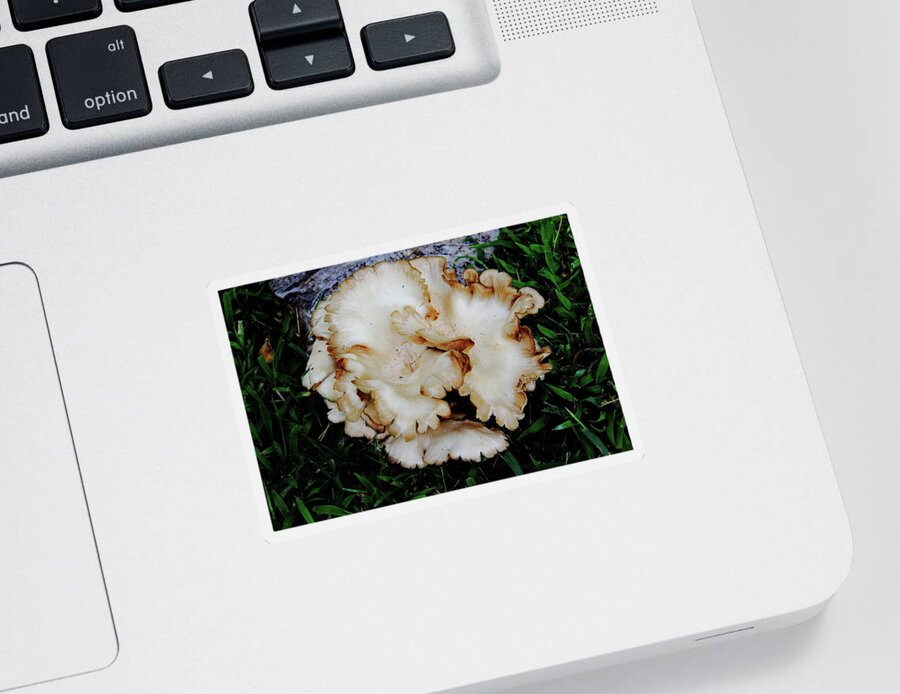  Oyster Mushroom Sticker featuring the photograph Oyster Mushroom by Allen Nice-Webb