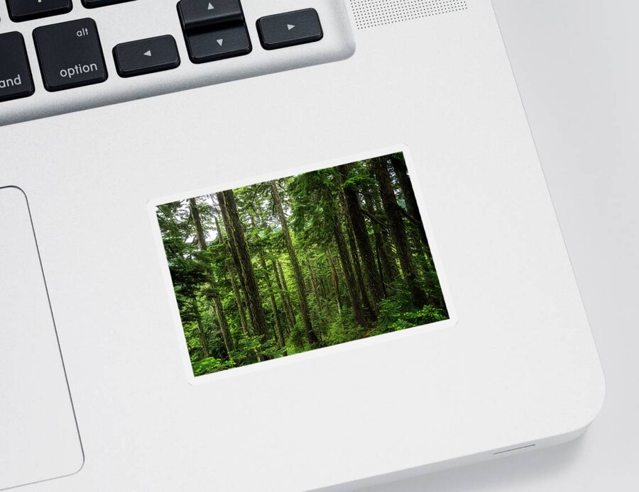 Scenic Sticker featuring the photograph Pacific Northwest Forest by Pelo Blanco Photo