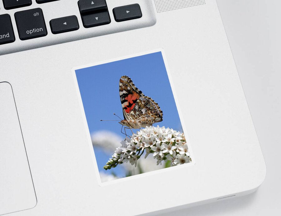 Vanessa Cardui Sticker featuring the photograph Painted Lady Against The Sky by Doris Potter