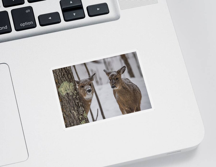 Deer Sticker featuring the photograph Pair Of Deer by Paul Freidlund