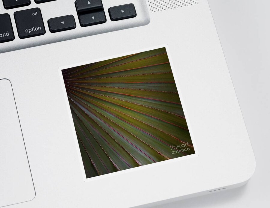 Palm Sticker featuring the photograph Palm by Denise Railey