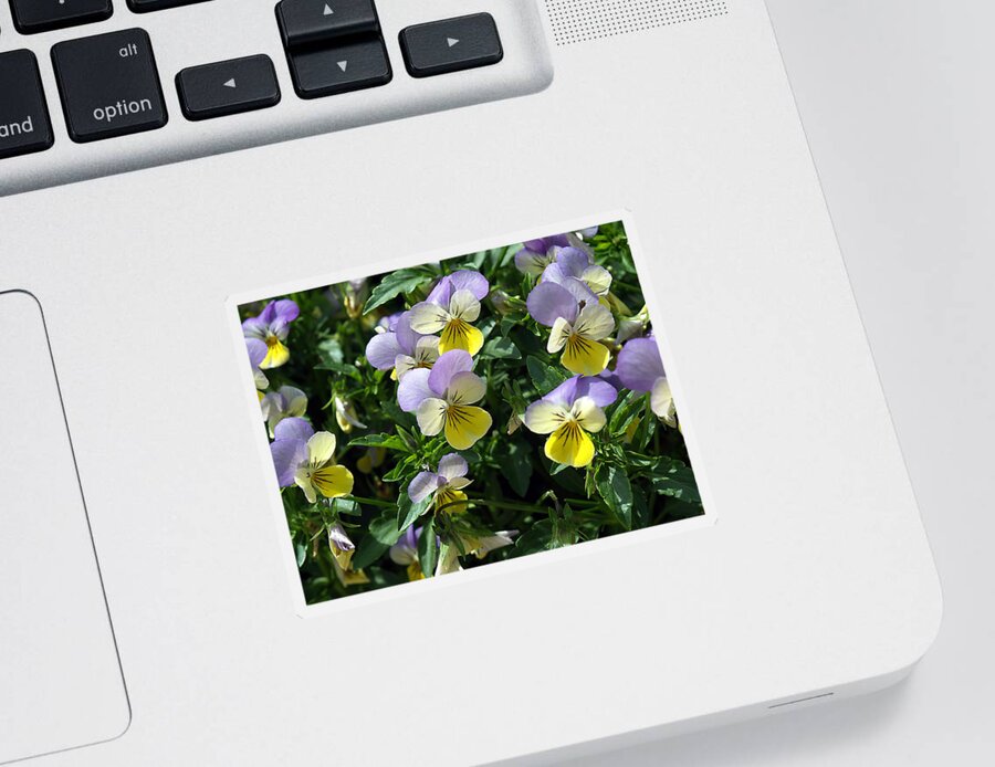 Pansy Sticker featuring the photograph Pansies by Bob Johnson