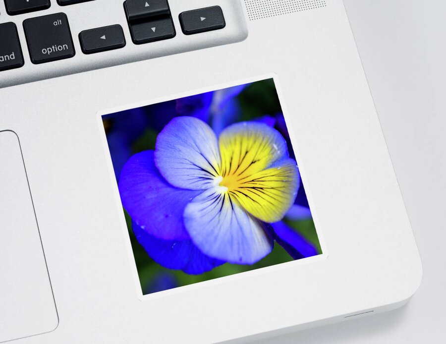 Pansy Sticker featuring the photograph Pansy Close-up Square by Lisa Blake