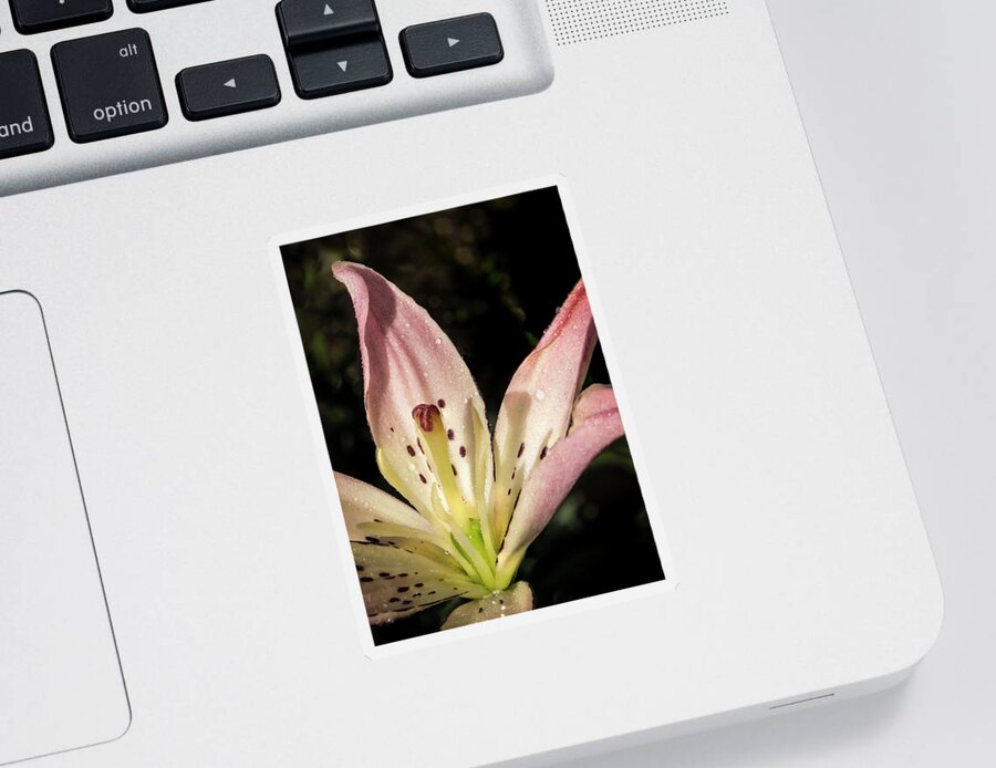 Jean Noren Sticker featuring the photograph Partitioned Lily by Jean Noren