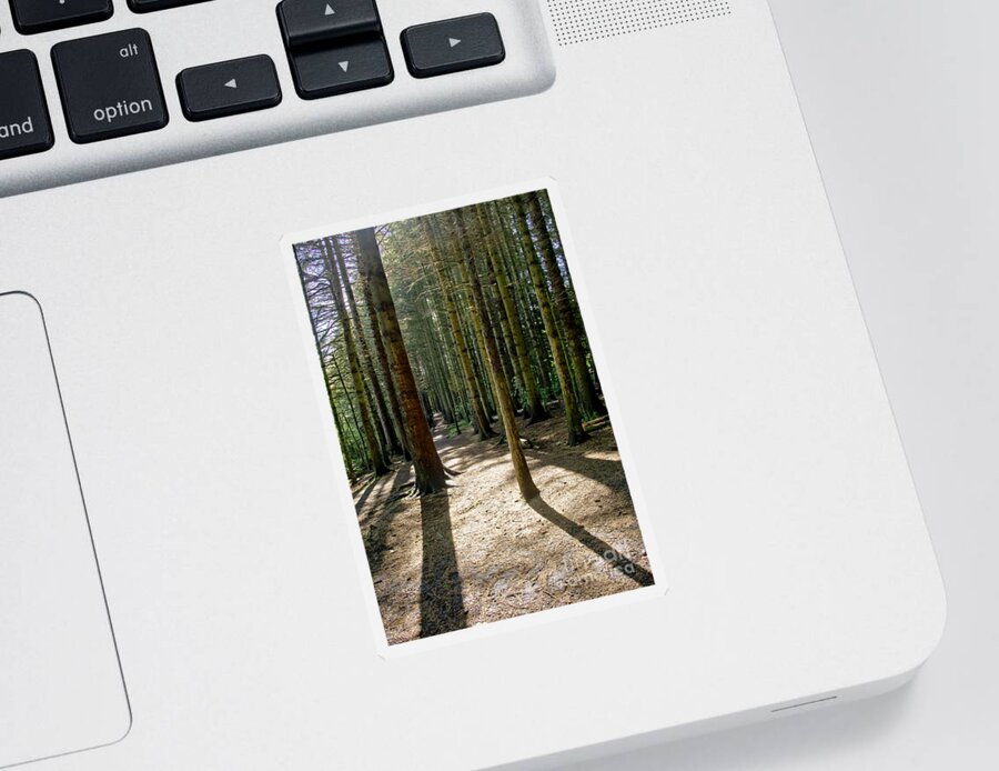 Beecraigs Sticker featuring the photograph Path through the woods. by Elena Perelman