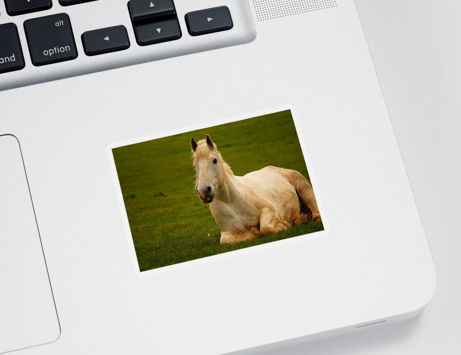 Horse Sticker featuring the photograph Peaceful Pasture by Beth Collins