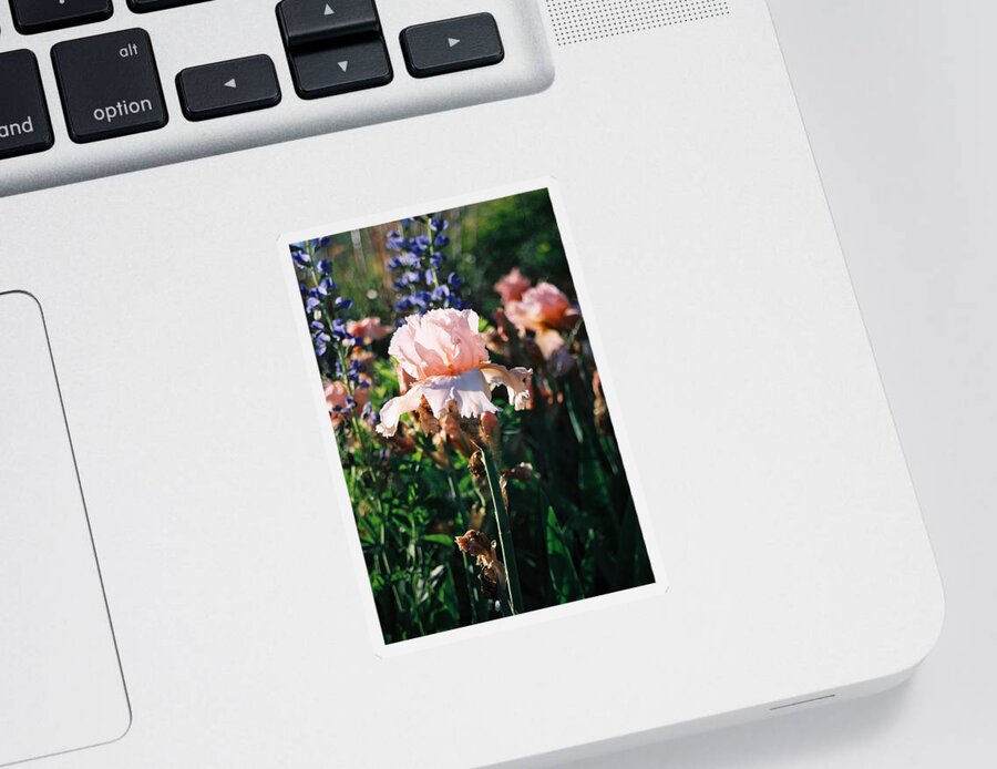 Flower Sticker featuring the photograph Peach iris by Steve Karol