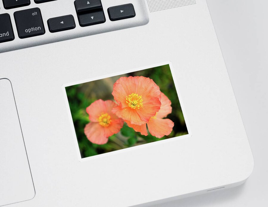 Peach Poppies Sticker featuring the photograph Peach Poppies by Sally Weigand