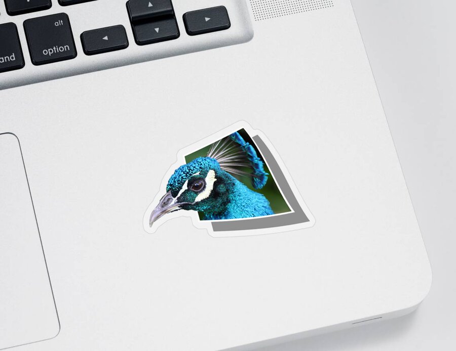 Peacock Sticker featuring the photograph Peacock by Shane Bechler