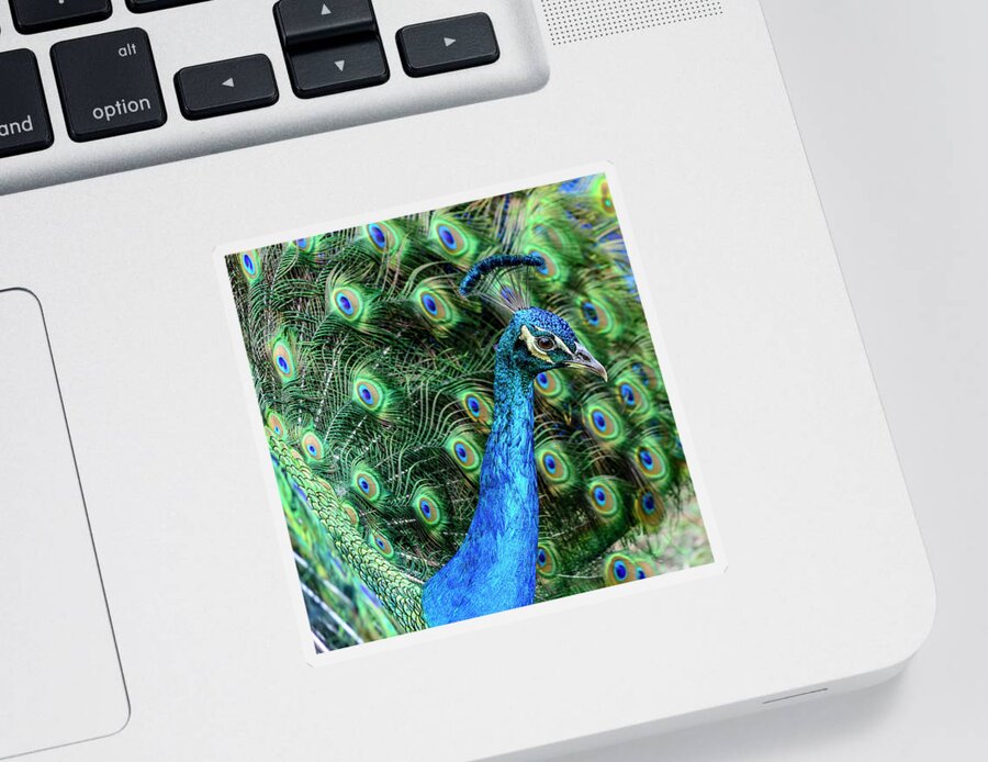 Peacock Sticker featuring the photograph Peacock by Steven Sparks