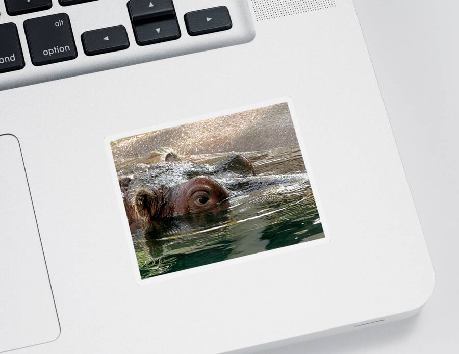 Hippo Sticker featuring the photograph Peek-a-Boo by Jennifer Wheatley Wolf