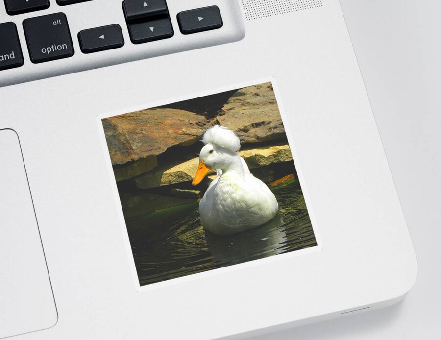 Pekin Pop Top Duck Sticker featuring the photograph Pekin Pop Top Duck by Sandi OReilly