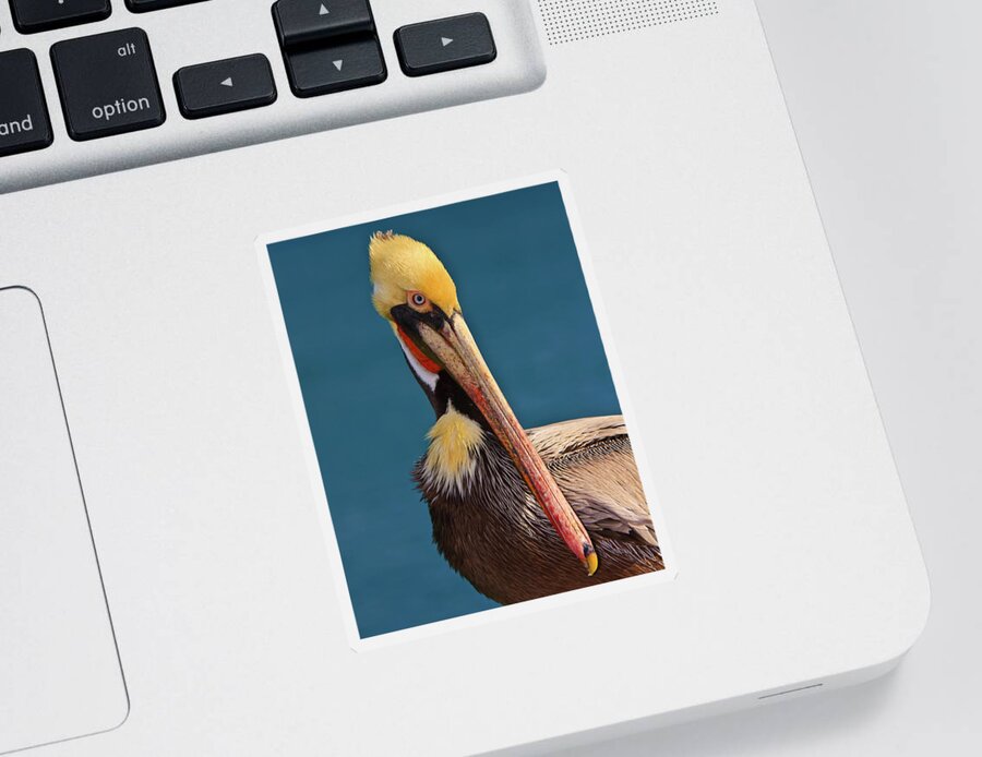 Pelican Sticker featuring the photograph Pelican by Beth Sargent