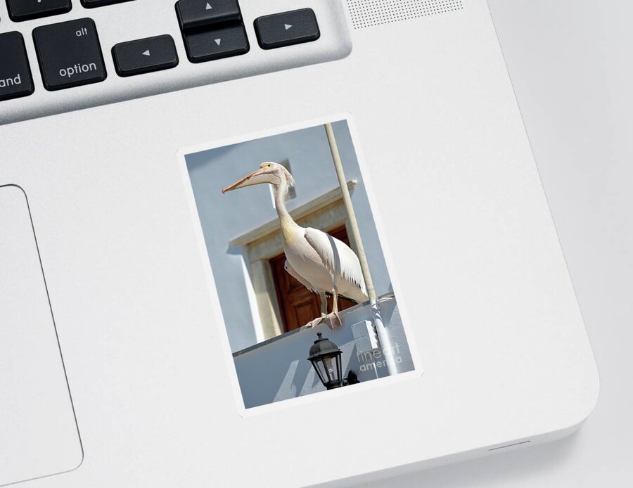 Pelican; Pelicans; Bird; Birds; Tinos Sticker featuring the photograph Pelican by George Atsametakis