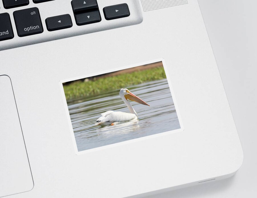 Pelican Sticker featuring the photograph Pelican Out For a Swim by Tony Hake