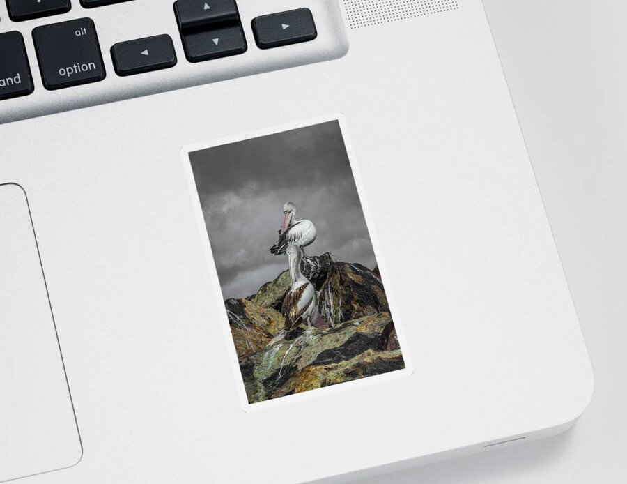Pelican Sticker featuring the photograph Pelicans On Rocks by Racheal Christian