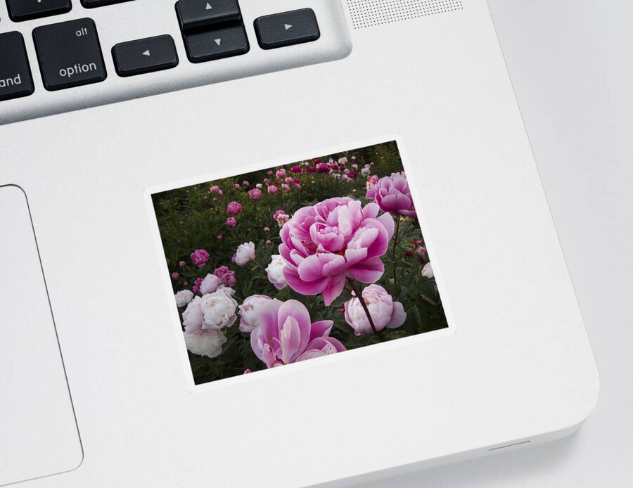 Flowers Sticker featuring the photograph Peony Field by Mary Lee Dereske