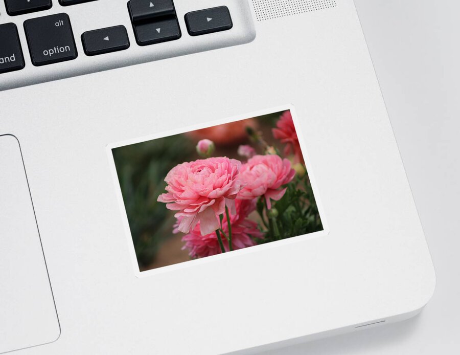 Pink Ranunculus Sticker featuring the photograph Peony Pink Ranunculus Closeup by Colleen Cornelius
