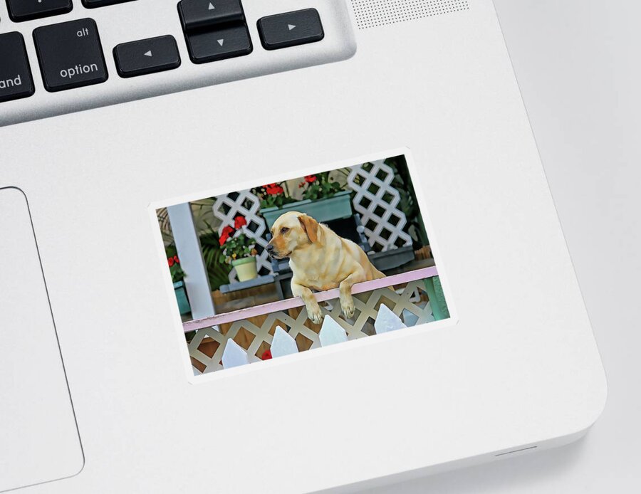 Labrador Retriever Sticker featuring the photograph People Watching by HH Photography of Florida