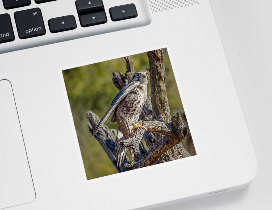 Arizona Sticker featuring the photograph Peregrine Falcon Portrait by Teresa Wilson