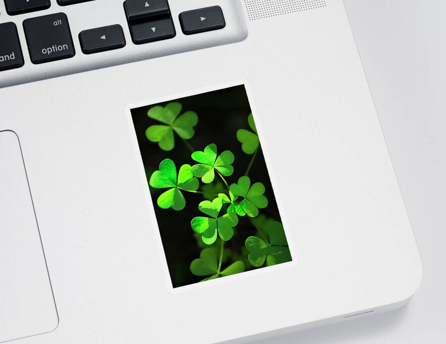 Clover Sticker featuring the photograph Perfect Green Shamrock Clovers by Christina Rollo
