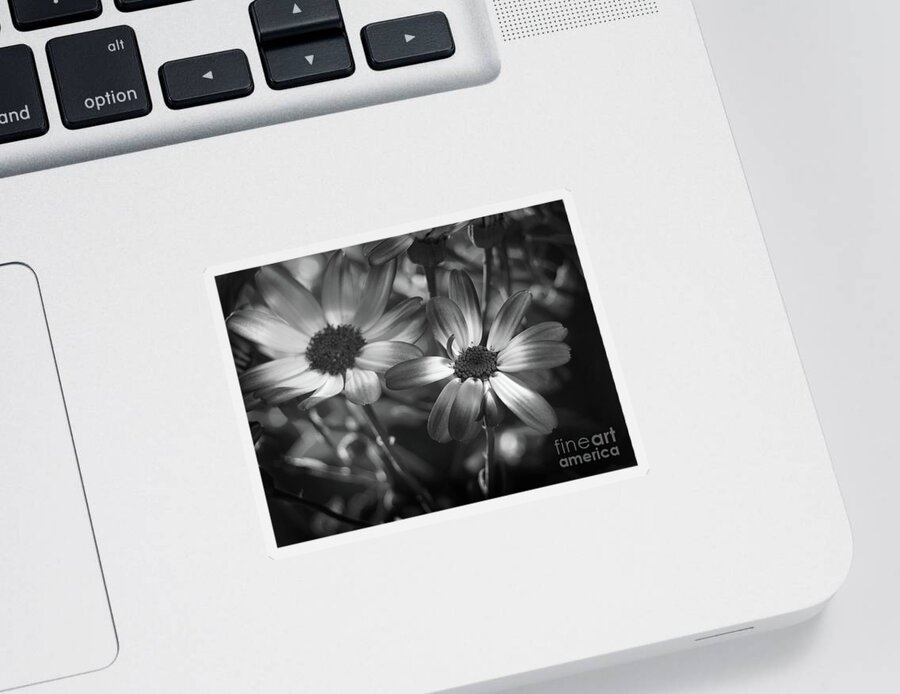 Flowers Sticker featuring the photograph Pericallis Senetti Blue Bicolor In Monochrome 2 by Dorothy Lee