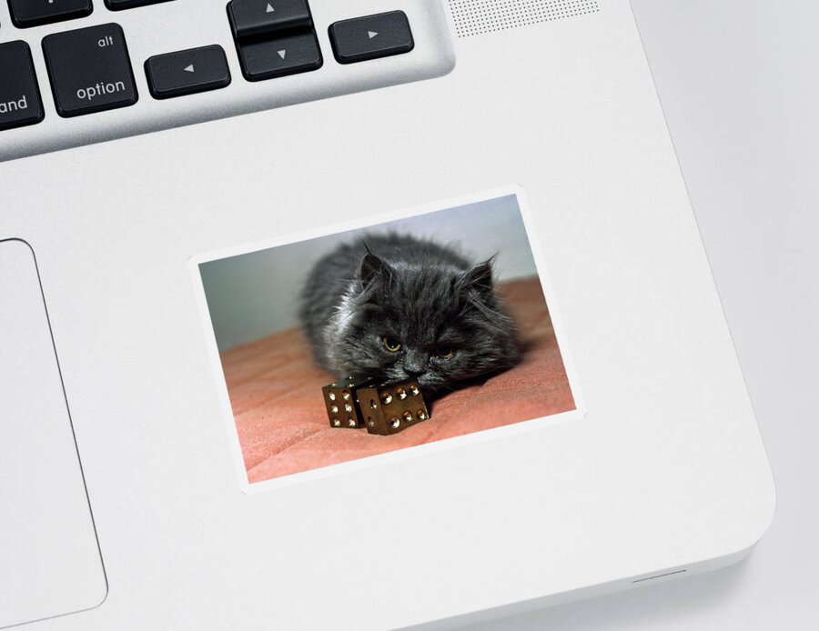 Persian Kitten Sticker featuring the photograph Persian Cat with Dice by Sally Weigand