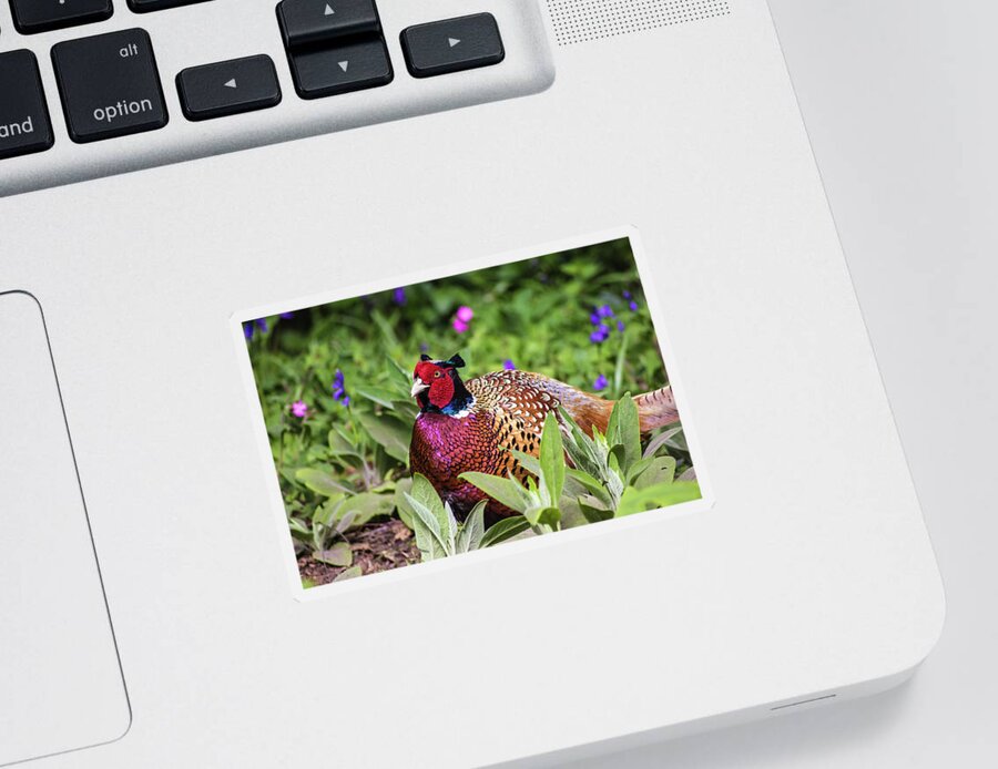 Pheasant Sticker featuring the photograph Pheasant by Martin Newman