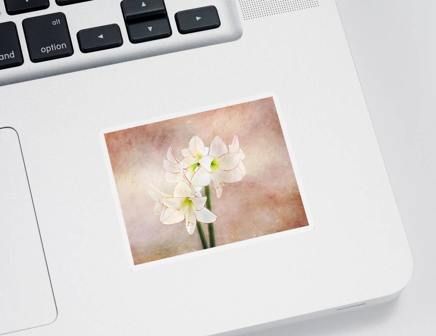 Flower Sticker featuring the digital art Picotee Amaryllis by Terry Davis