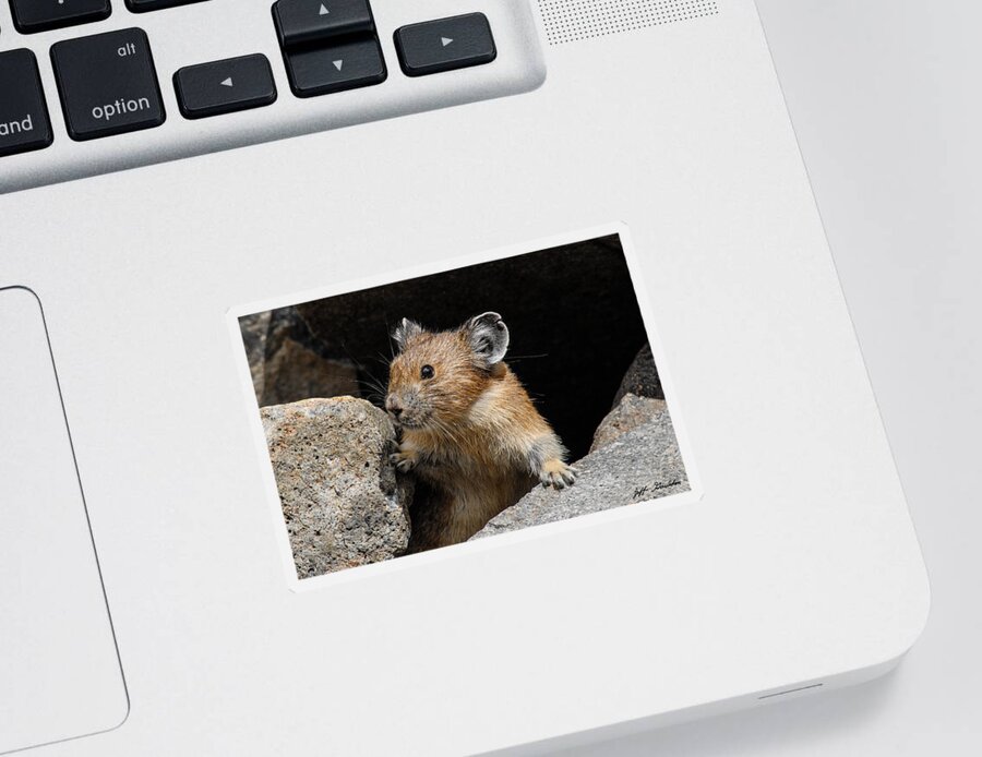 Animal Sticker featuring the photograph Pika Looking out from its Burrow by Jeff Goulden