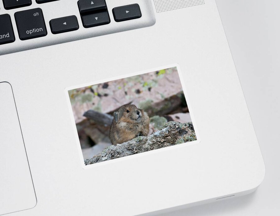 Pika Sticker featuring the photograph Pika on the Lookout by Cascade Colors