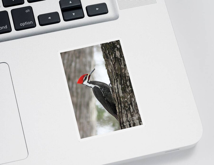  Sticker featuring the photograph Pileated woodpecker in spring by Mircea Costina Photography