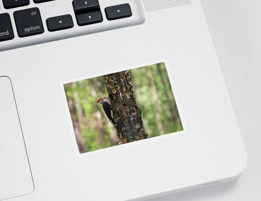 Woodpecker Sticker featuring the photograph Pileated woodpecker by Paul Rebmann